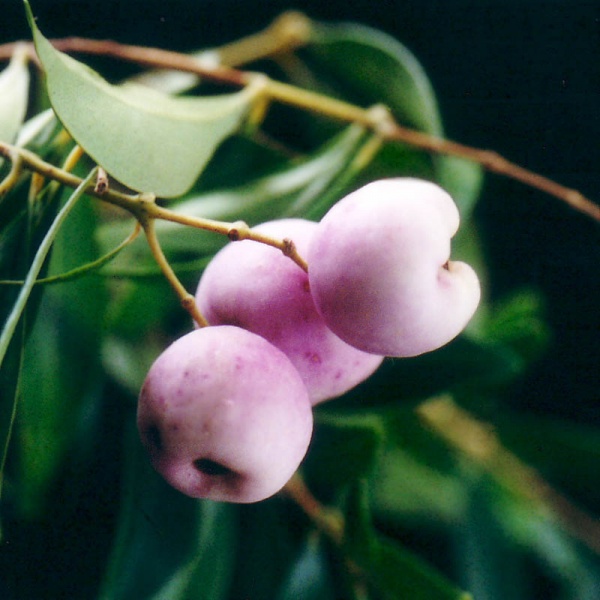 Plant Details - Noosa Native Plants